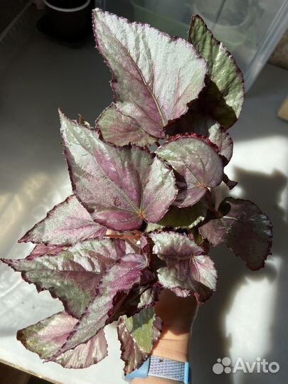 Бегония рекс