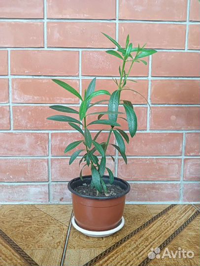 Олеандр розовый