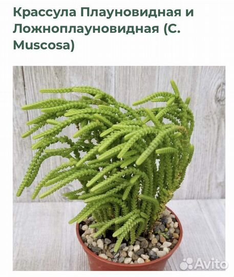 Адромискус