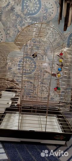 Всё для попугая