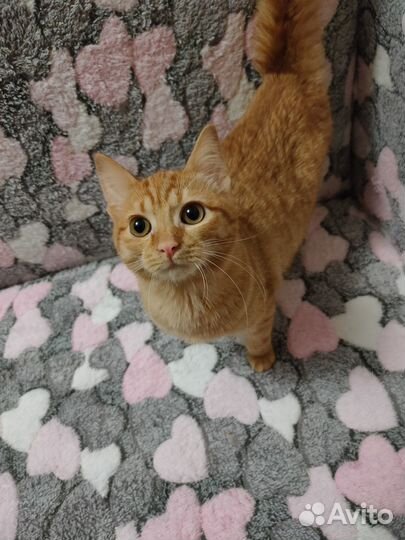 Рыжий котенок