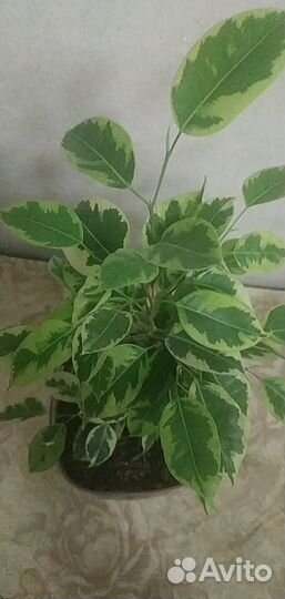 Фикус Голден Кинг