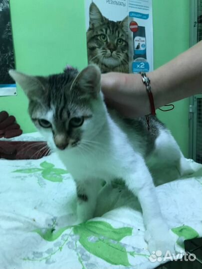 Молодая кошка (6 мес)