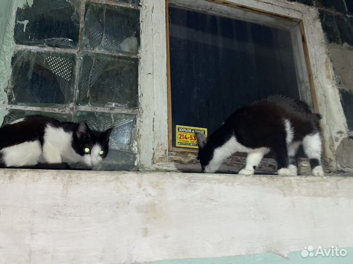 Кошки в добрые руки