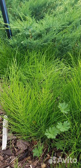 Хвощ полевой