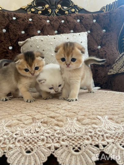 Продаются шотландские вислоухие котята