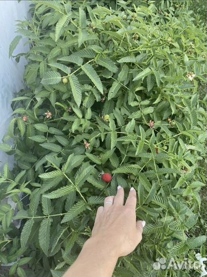 Тибетская малина