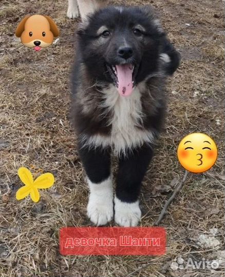 Родился и никому не нужен, щенок