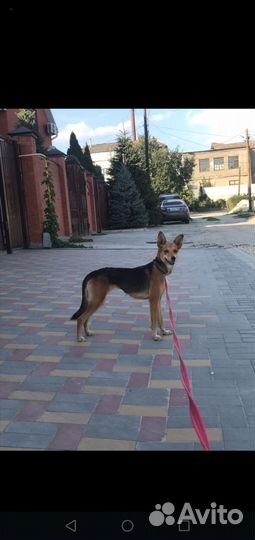 Диванная Собачка Луна