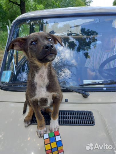 Парень 2 месяца. Будет до 12 кг