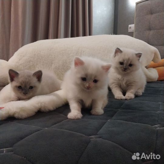 Котята
