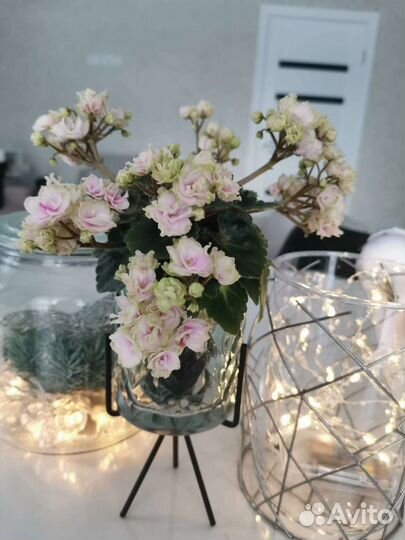 Мини фиалочка petite blarney