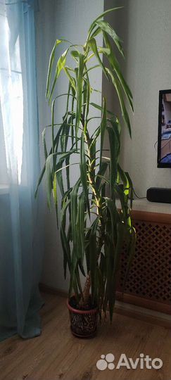 Пальма драцена