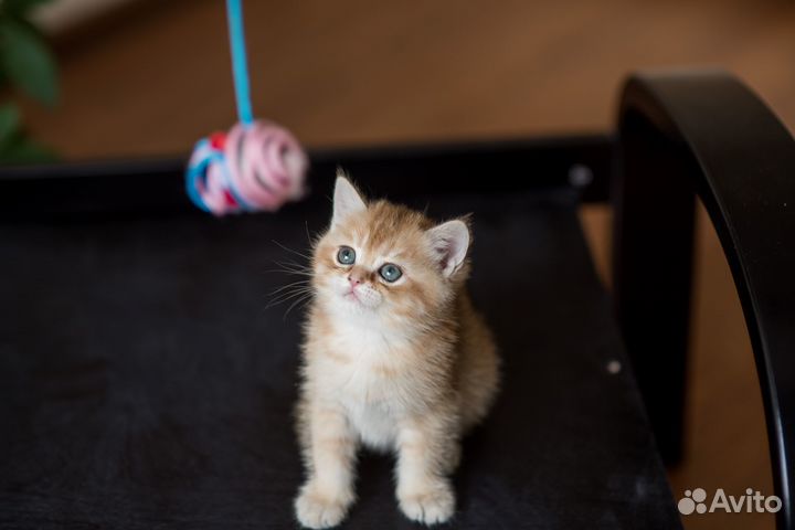 Британская золотая шиншилла, мальчик, 1,5 месяца