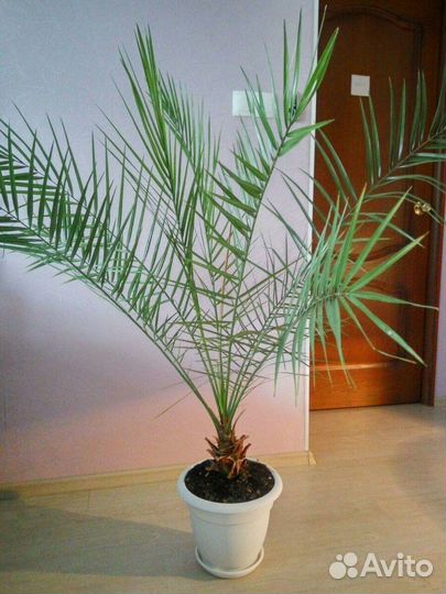 Финиковая пальма