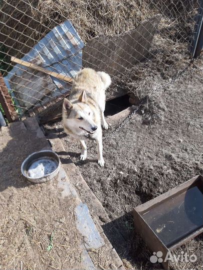 Западно сибирская лайка