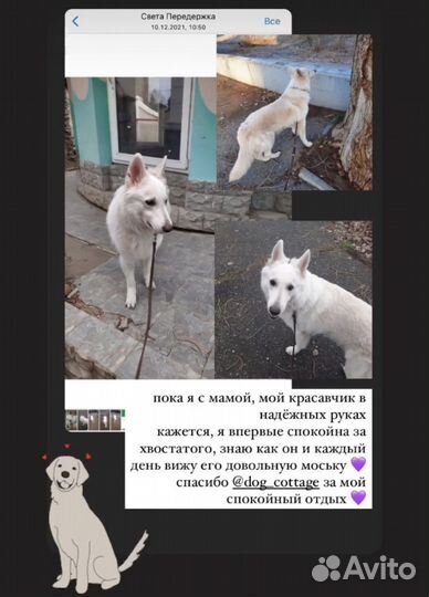 Передержка собак, домашняя зоогостиница