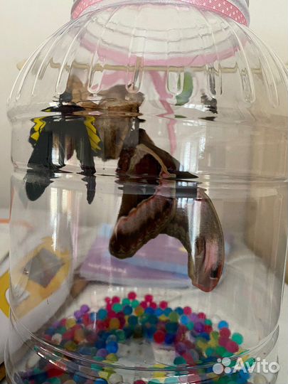 Куколки живых тропических бабочек