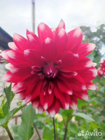 Георгины клубни