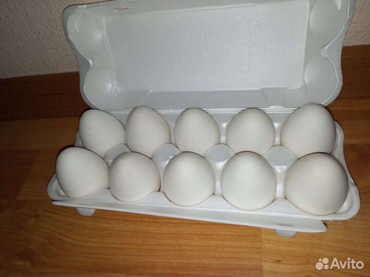 Яйца из гипса