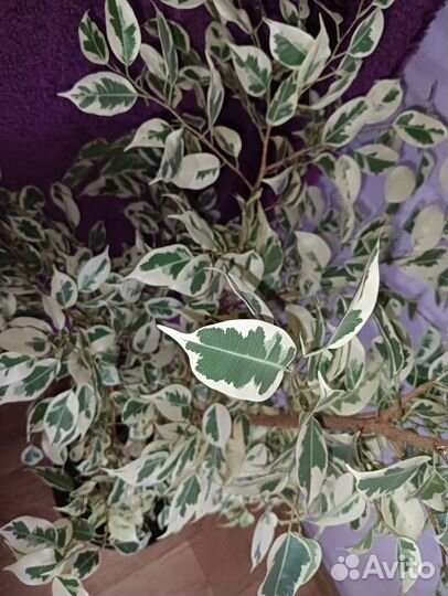Фикус бенджамина большой