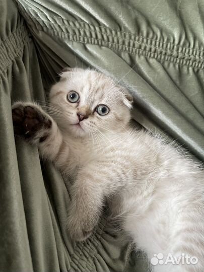 Шотландский вислоухий котенок