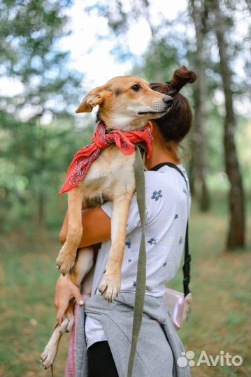 Ушастик Клёпа - милейший щенок