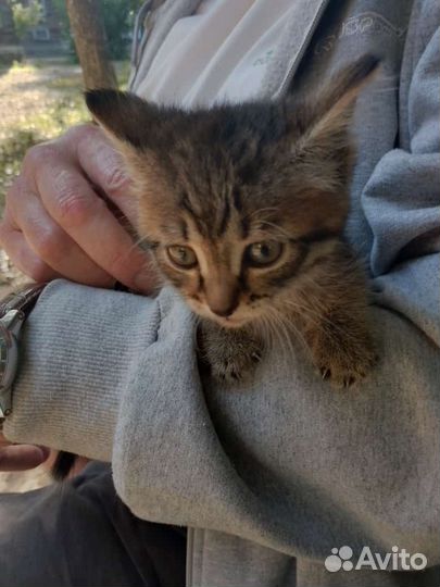 Котенок в дар бесплатно