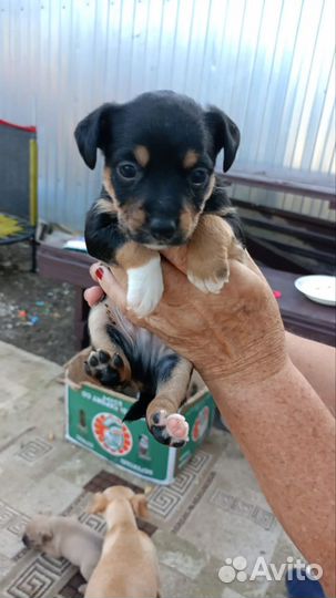 Той-терьер щенки