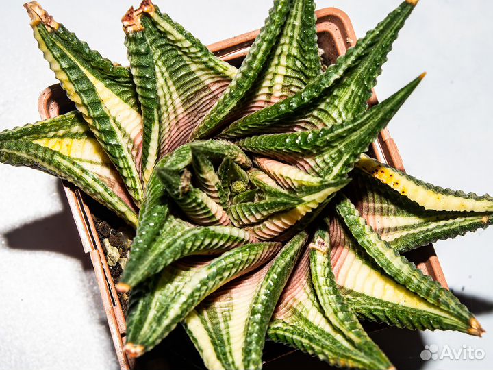 Хавортия лимифолия вариегатная