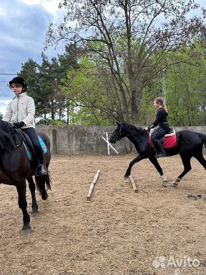 Конные прогулки / обучение верховой езде