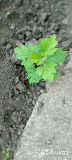 Хризантема жёлтая