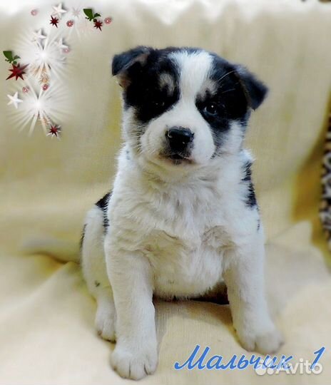 Щенки метис американской акиты