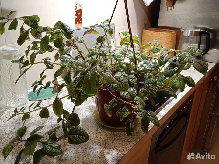 Комнатное растение плектрантус, комнатная мята