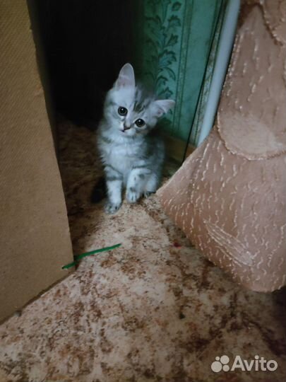 Британская кошка