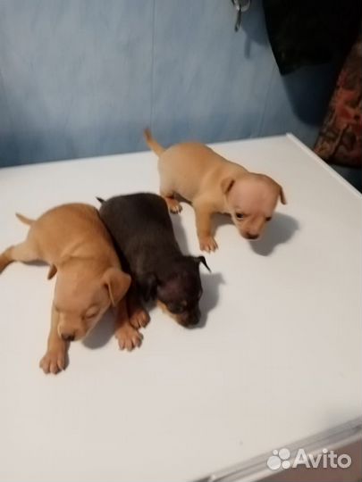 Той-терьер щенки