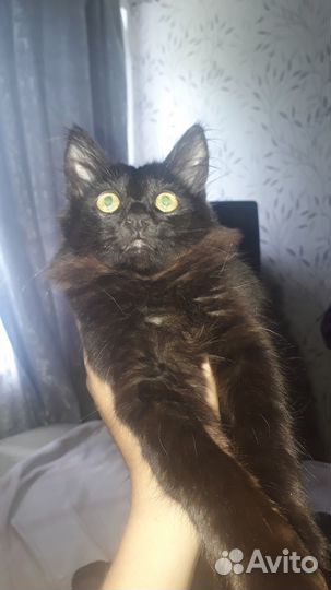 Пушистый котенок