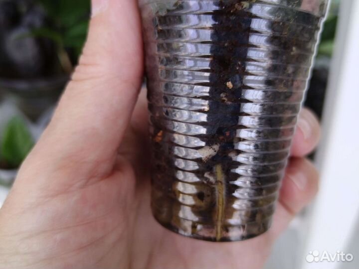 Замиокулькас черный Равен