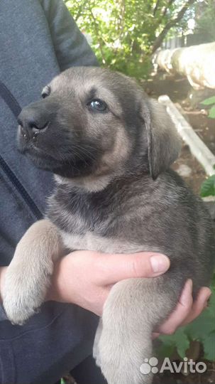 Собаки бесплатно