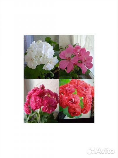 Комнатные цветы