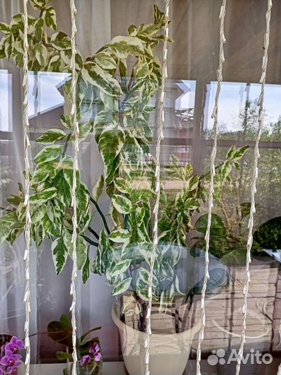 Цветы комнатные