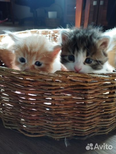 Курильский бобтейл