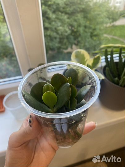 Денежное дерево