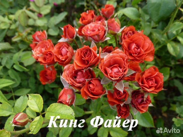 Розы групп флорибунда, спрей-розы, плетистые