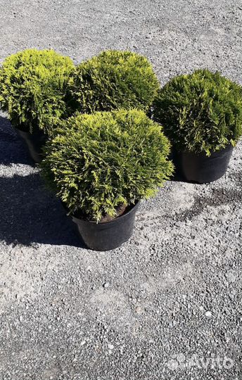 Туя Даника из питомника