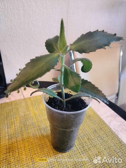 Каланхоэ лечебное