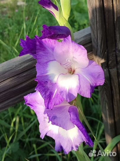 Гладиолусы