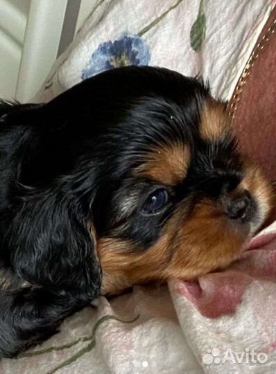 Спаниель мини кавалер щеночки