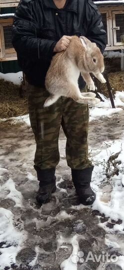 Кролики мясных пород