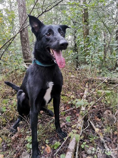 Добрый охранник, собака в дар